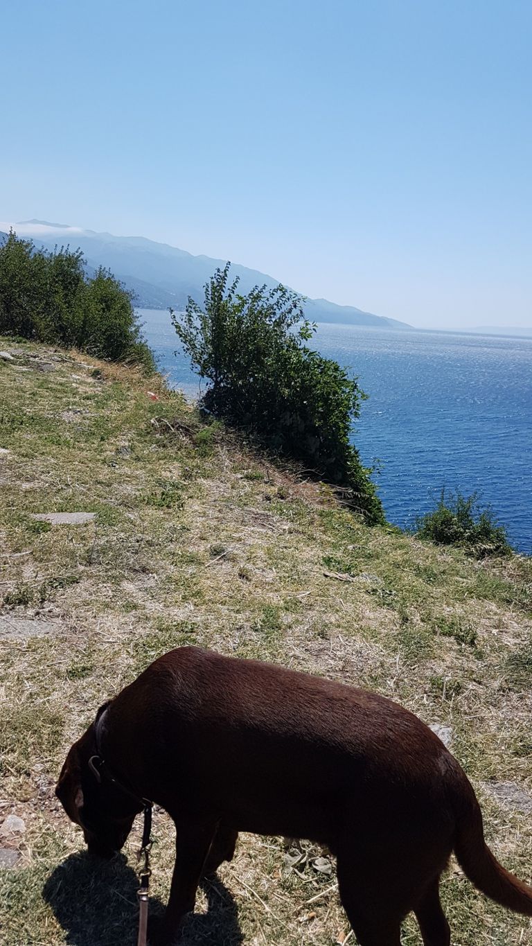 Camper mieten mit Hund